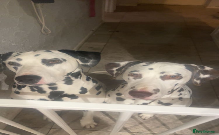 Dalmatian dogs - Advert 2
