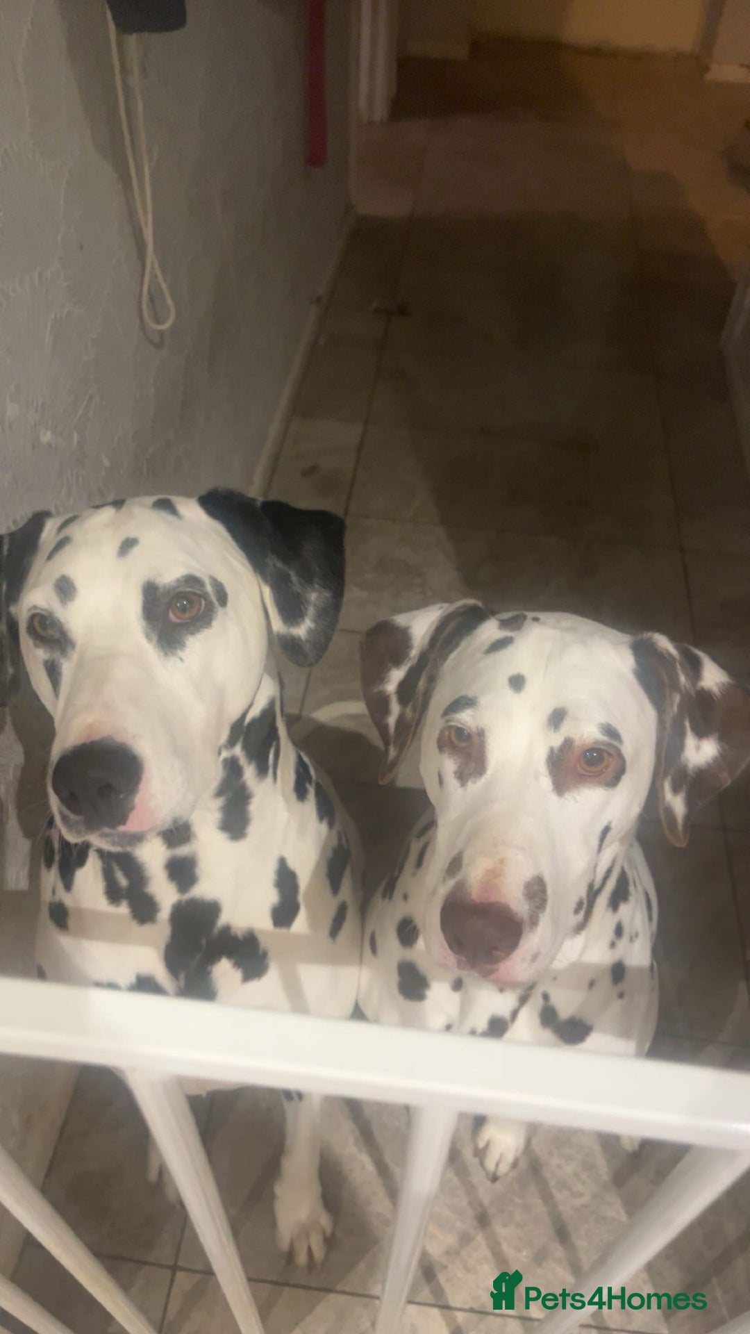 Dalmatian dogs for sale: 2 Dalmatian sisters  - Image 1