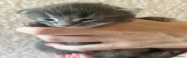 Maine Coon 5