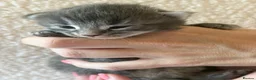 Maine Coon cats for sale: Beautiful Maine Coon kittens purebred  - Advert 14