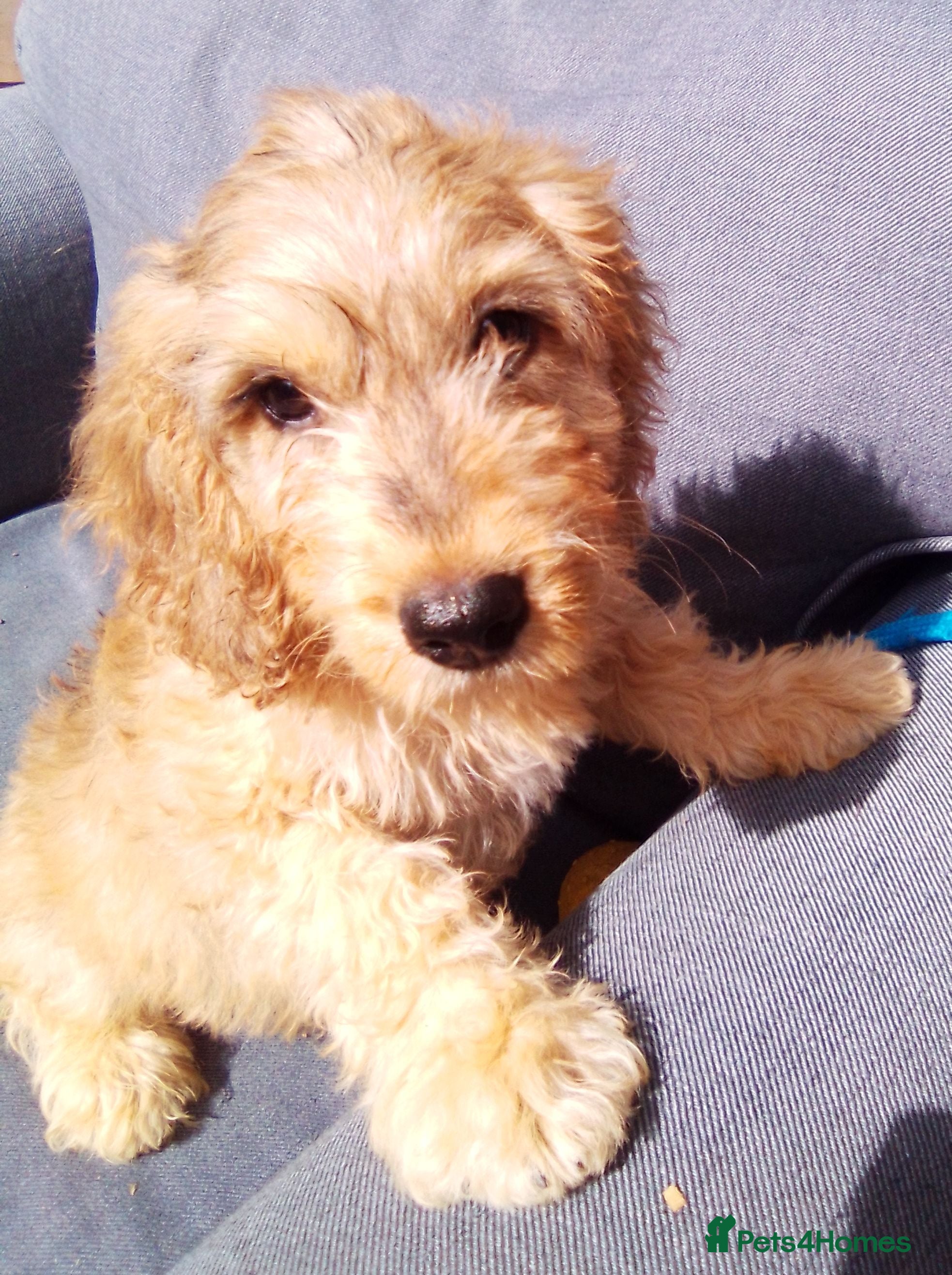 Cockapoo dogs Last Two of this Delightful Litter of Cockapoos - Advert 2