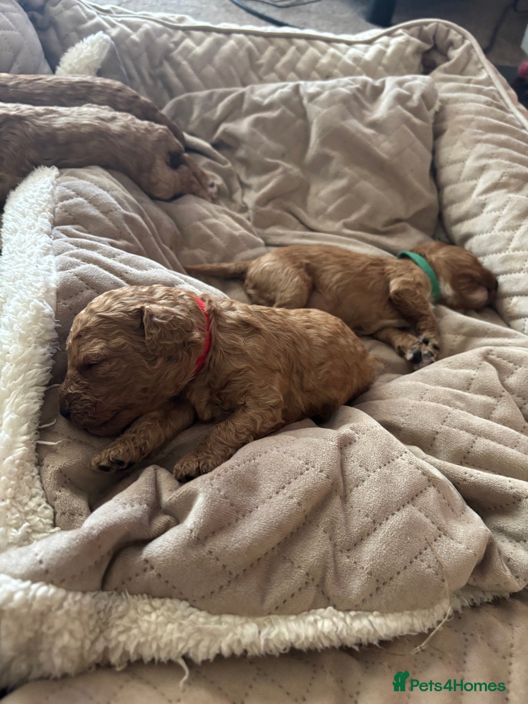 Cavapoo dogs for sale: F1B Red Toy Cavapoos- Health Tested  ************  - Advert 21