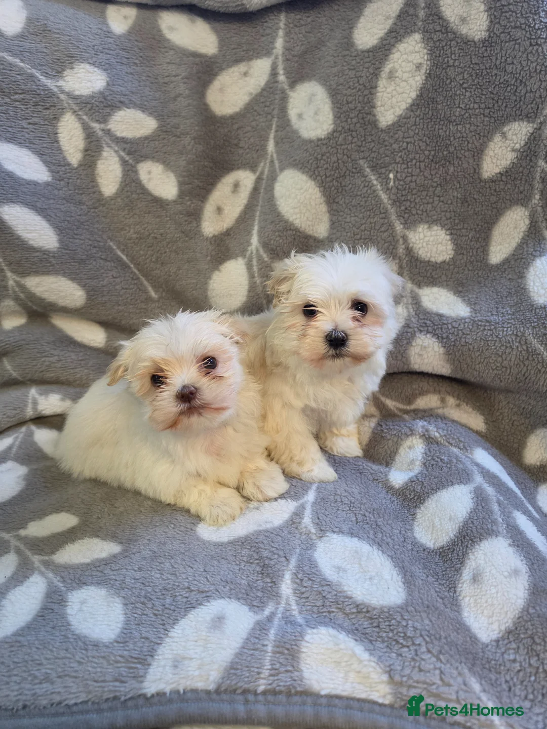 Havanese dogs for sale: 2 beautiful Havanese puppies  - Advert 1