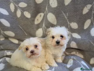 Havanese dogs 2 beautiful Havanese puppies - Advert 1
