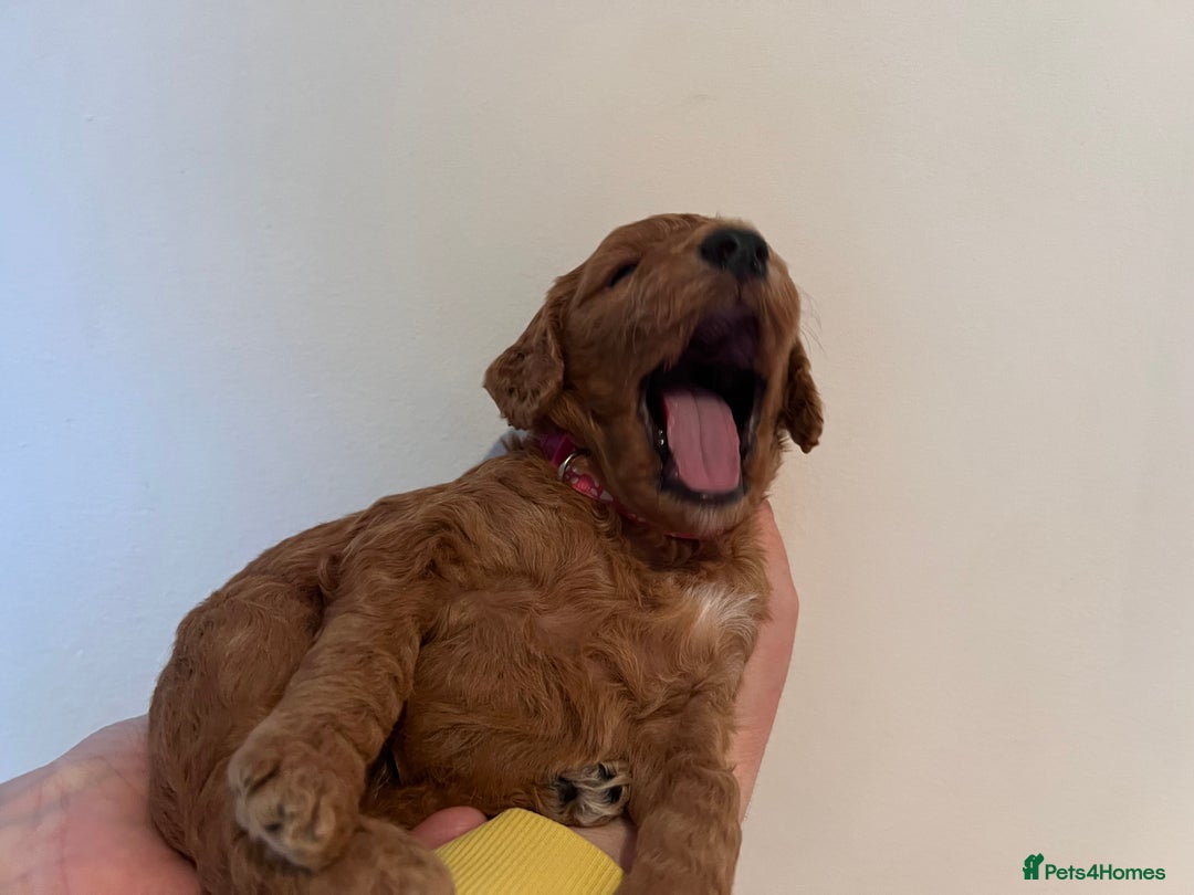 Cockapoo dogs for sale: Apricot F1B Cockapoo puppies - Advert 21