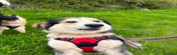 Mixed Breed dogs for adoption: Meet Bolt, currently residing in Cheshire  in Nantwich - Advert 9