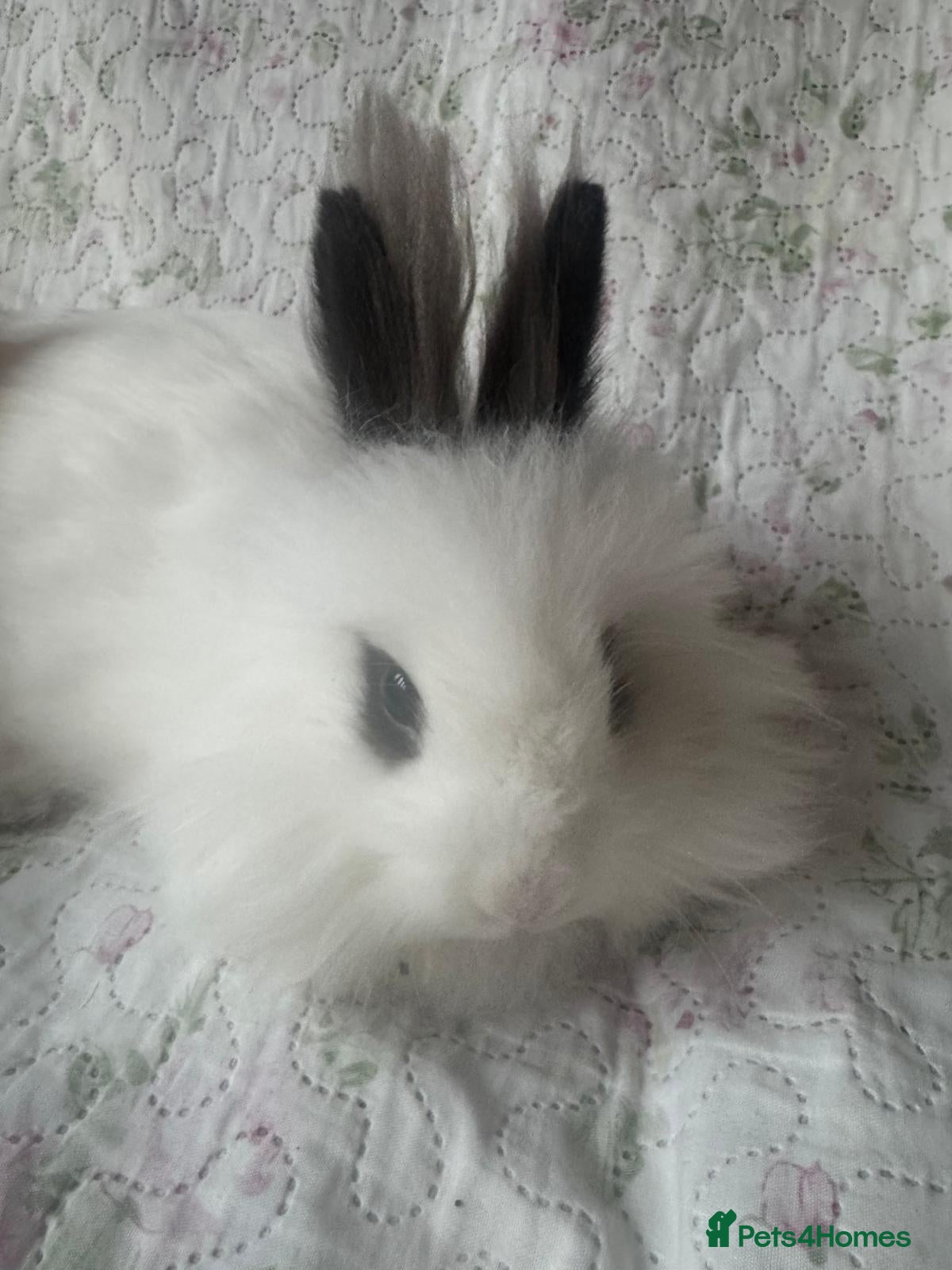 Mixed Breed rabbits Mix bread and ages of mini lops lion head  - Advert 1