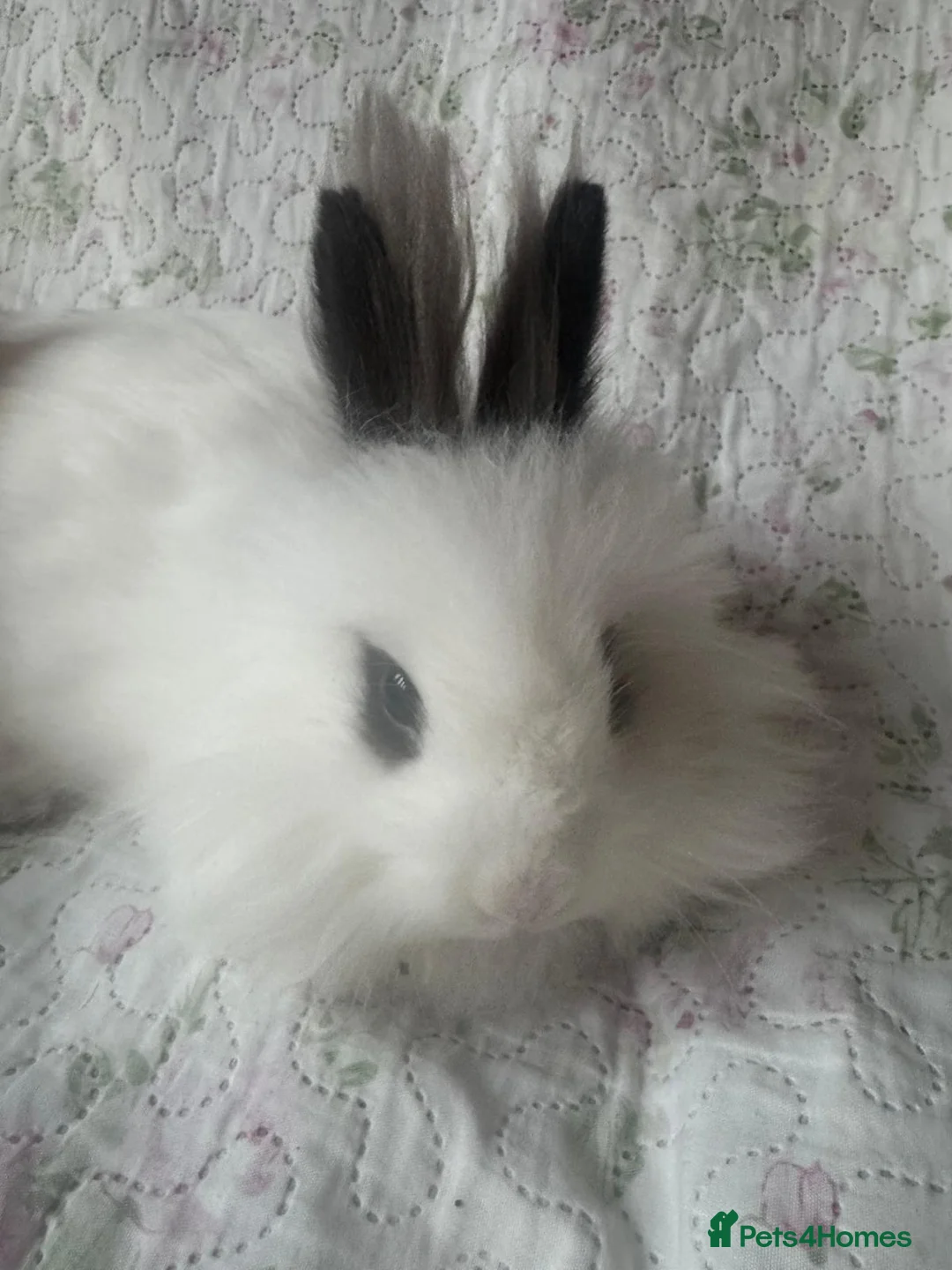 Mixed Breed rabbits for sale: Mix bread and ages of mini lops lion head  - Advert 1