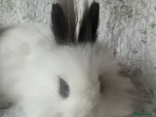 Mixed Breed rabbits Mix bread and ages of mini lops lion head - Advert 6