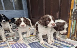 English Springer Spaniel dogs for sale: Beautiful  - Image 6
