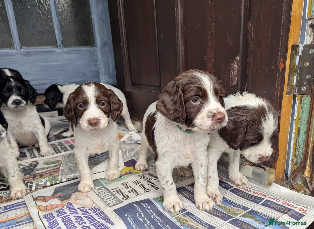 English Springer Spaniel dogs for sale: Beautiful  - Image 6