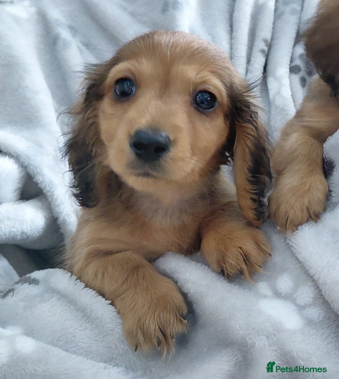 Miniature Dachshund dogs Longhaired Shaded Cream/Red/Chocolate/Black & Tan - Advert 16