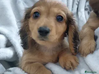 Miniature Dachshund dogs Longhaired Shaded Cream/Red/Chocolate/Black & Tan - Advert 16