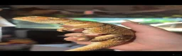 Bearded Dragon reptiles for sale: Waffles-Male bearded dragon and enclosure for sale in Felixstowe - Advert 8