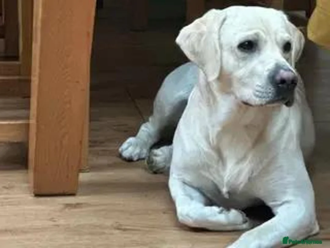 Labrador Retriever dogs for sale: Beautiful litter of Pedigree Yellow Labrador   in Waltham Abbey - Advert 2