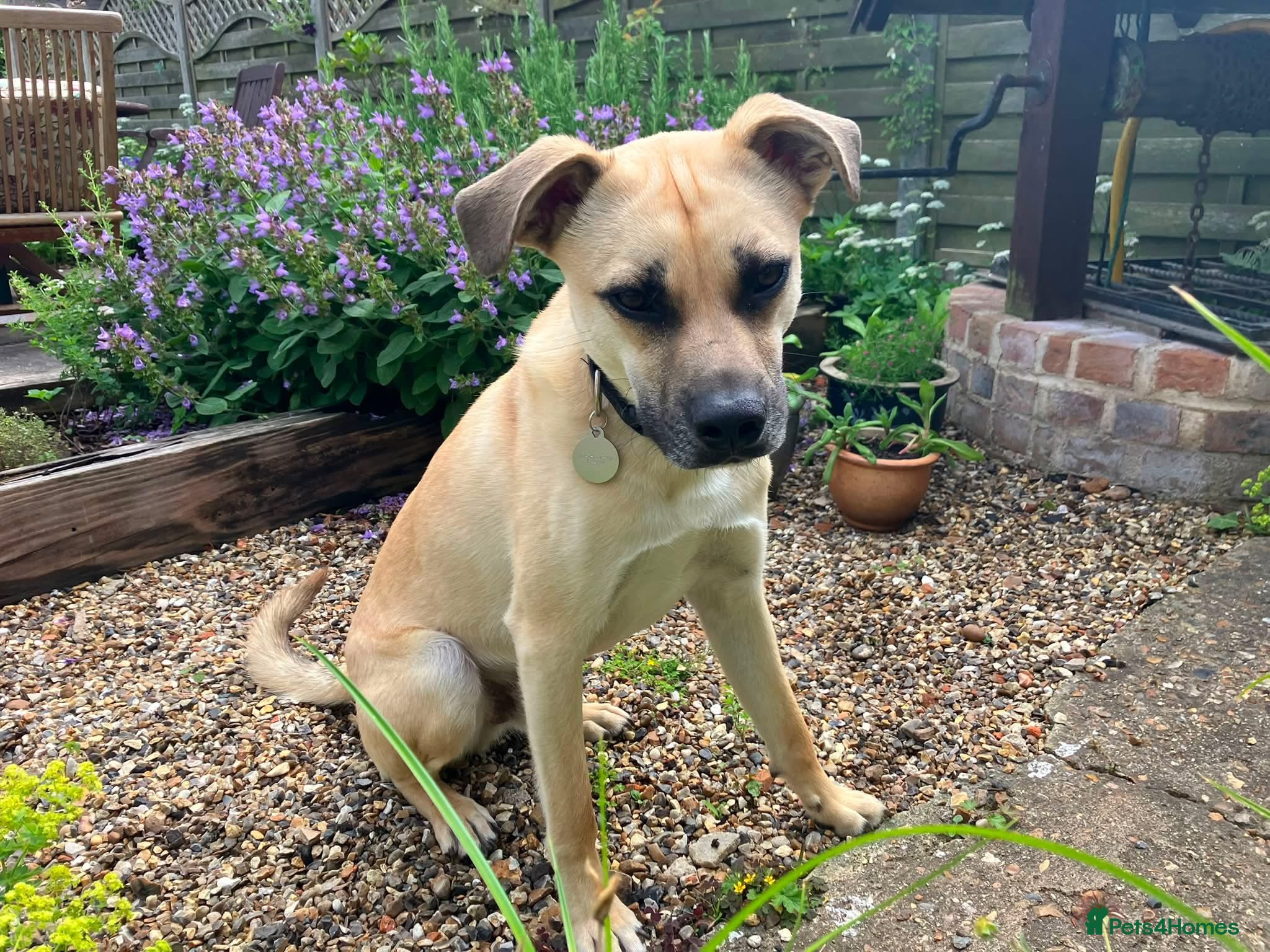 Mixed Breed dogs Rocco - North Walsham Norfolk  - Advert 1
