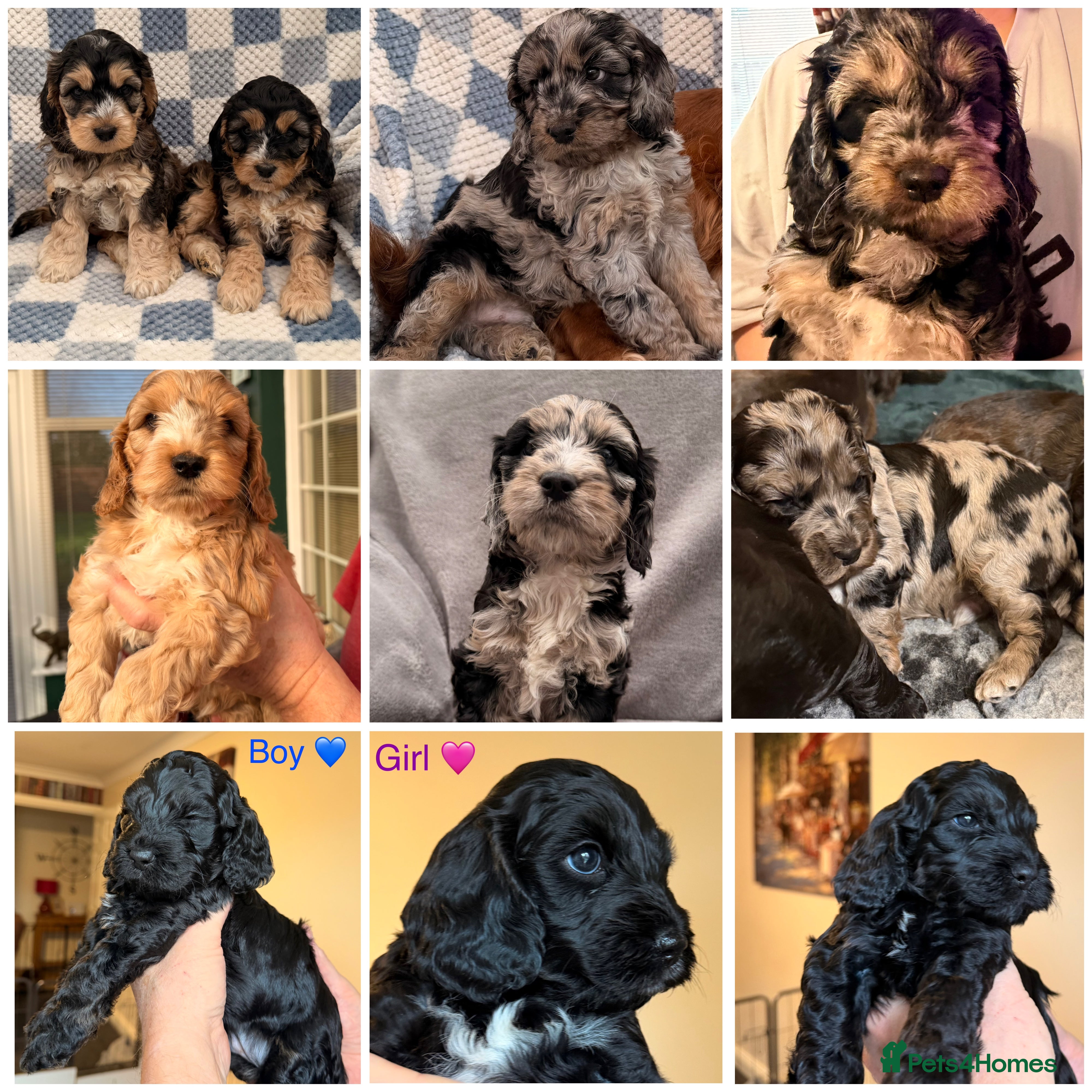 Cockapoo dogs F1 Cockapoo Puppies - Advert 13