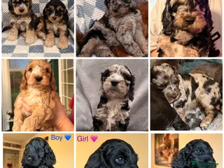 Cockapoo dogs F1 Cockapoo Puppies - Advert 13