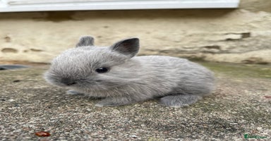 Netherland Dwarf rabbits - Advert 4