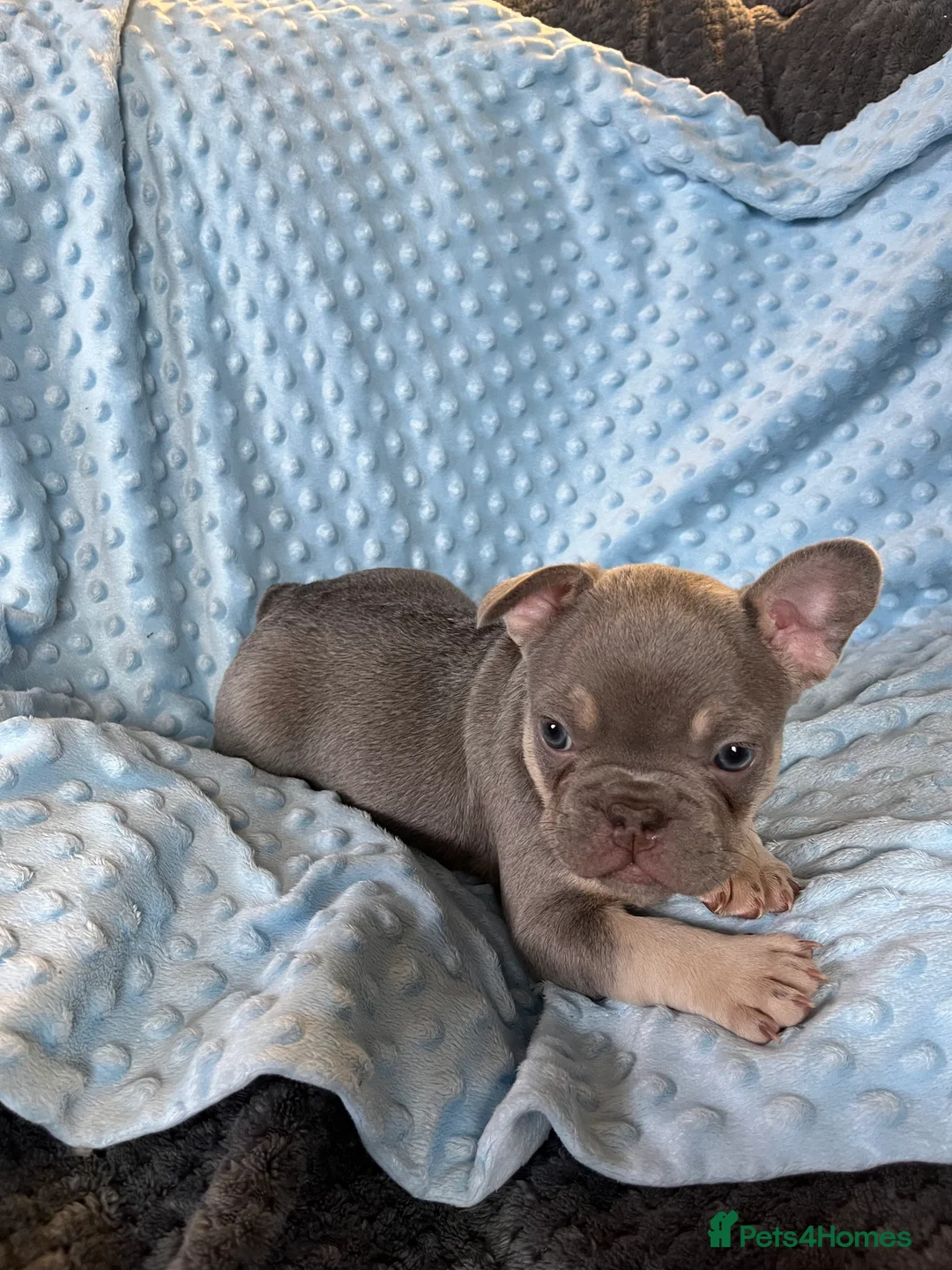 French Bulldog dogs for sale: Adorable French Bulldog puppies - Advert 5