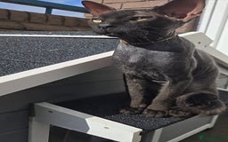 Sphynx cats for sale: Regal Black Sphinx Queen  - Image 1