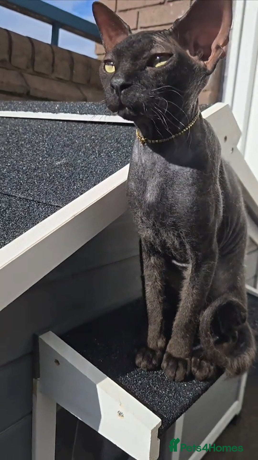 Sphynx cats for sale: Regal Black Sphinx Queen  - Image 1