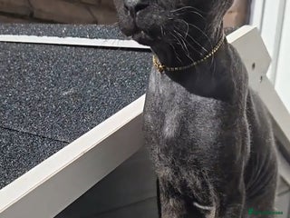 Sphynx cats - Advert 1