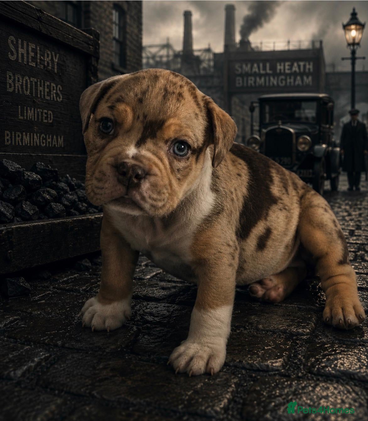 English Bulldog dogs Old English bulldogges - Advert 3