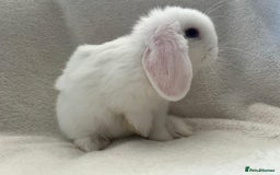 Mini Lop rabbits for sale: Two Female Mini Lops - Image 2