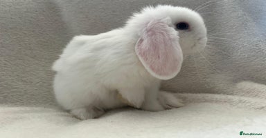 Mini Lop rabbits - Advert 4
