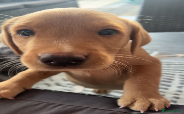 Labrador Retriever dogs - Advert 6