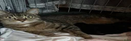 Mixed Breed cats for sale: 1 tabby female kitten  - Advert 3