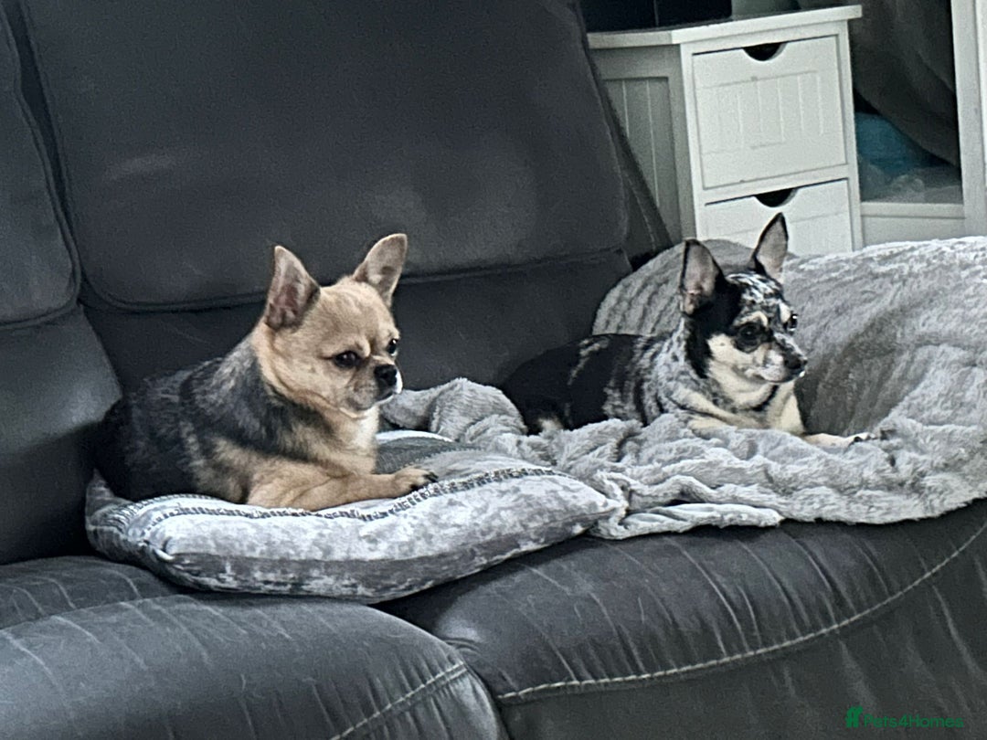 Chihuahua dogs for sale: STUNNING SMOOTH COAT CHIHUAHUA PUPPIES  - Advert 10