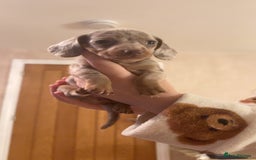 Miniature Dachshund dogs for sale: Miniature Dachshund Puppies - Image 19