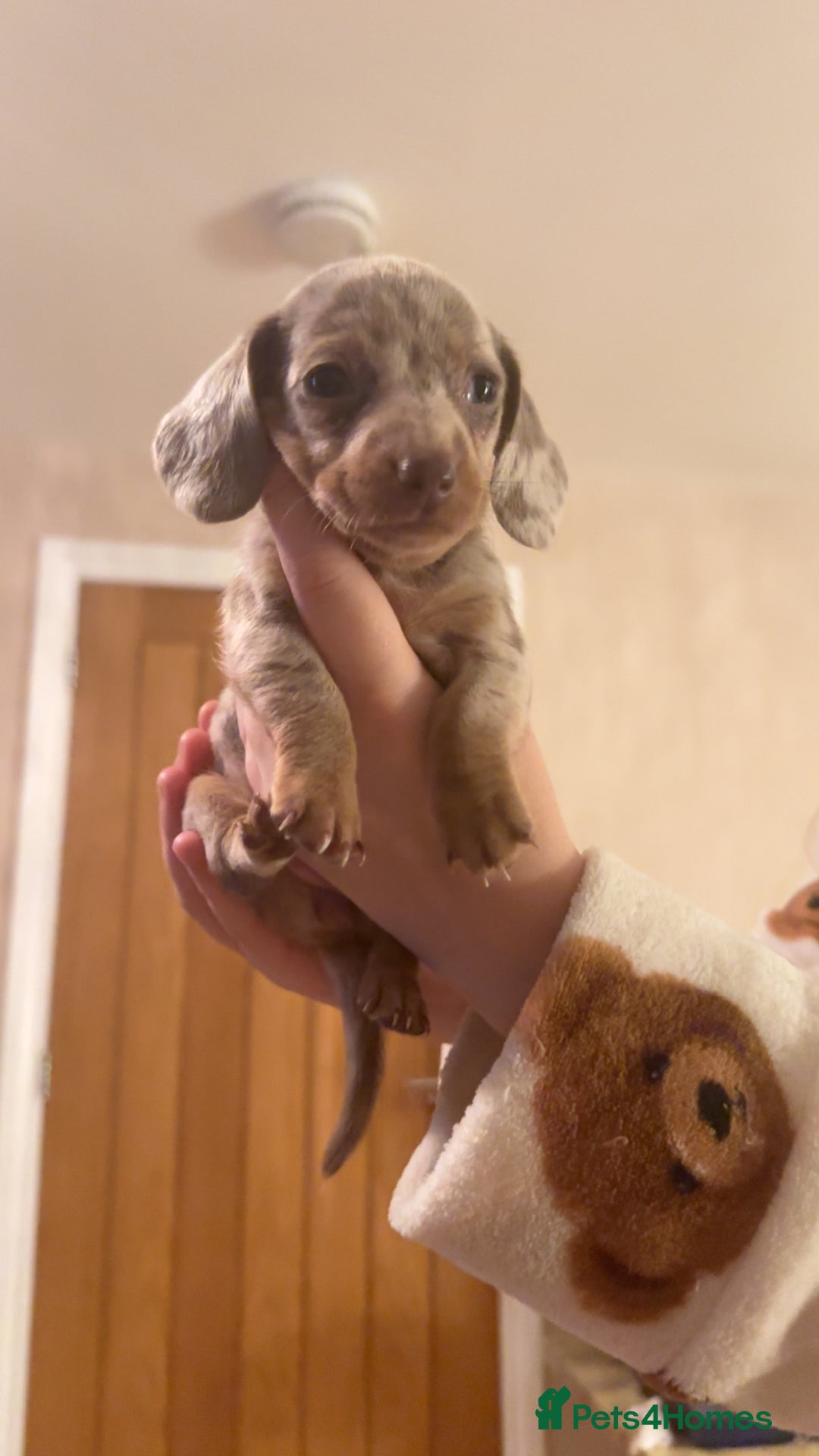 Miniature Dachshund dogs for sale: Miniature Dachshund Puppies - Image 19