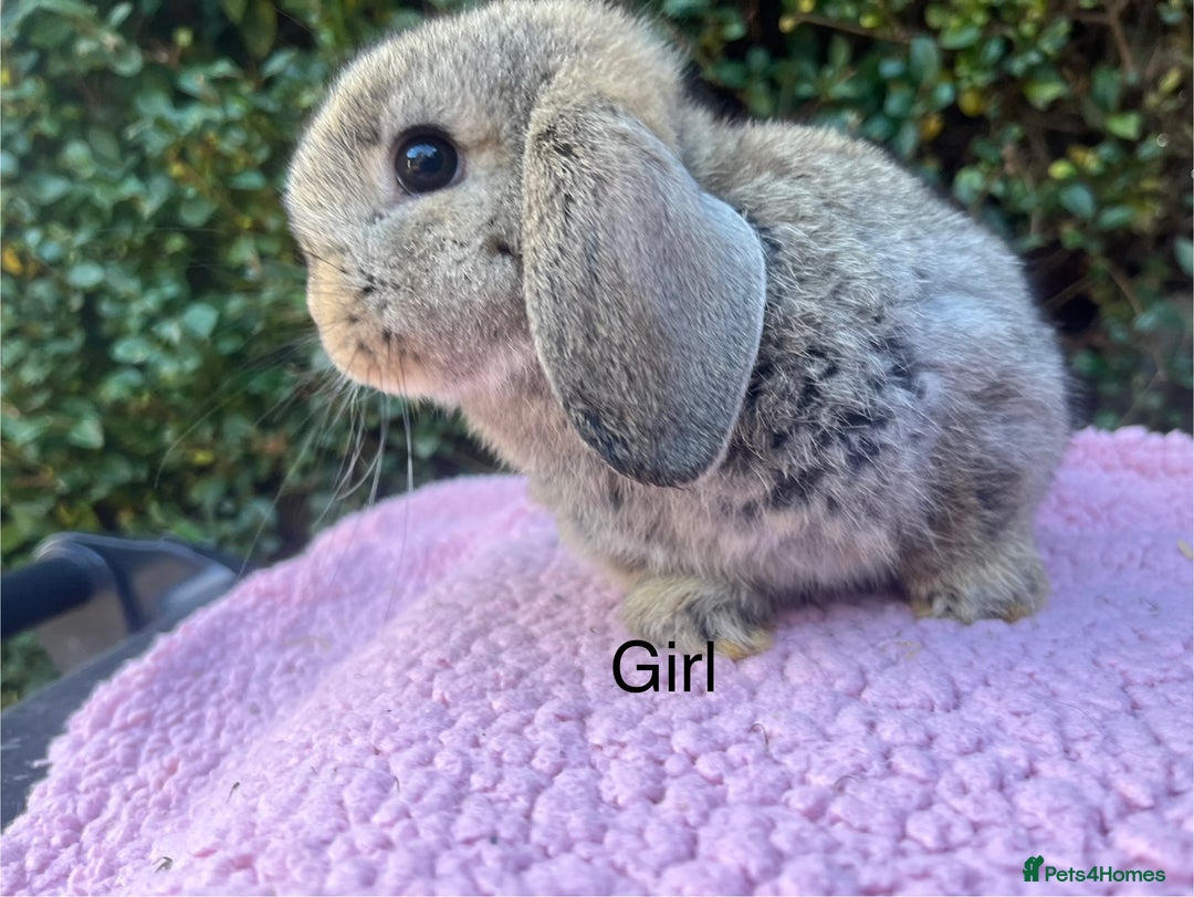 Mini Lop rabbits for sale: Mini lops available  - Image 14
