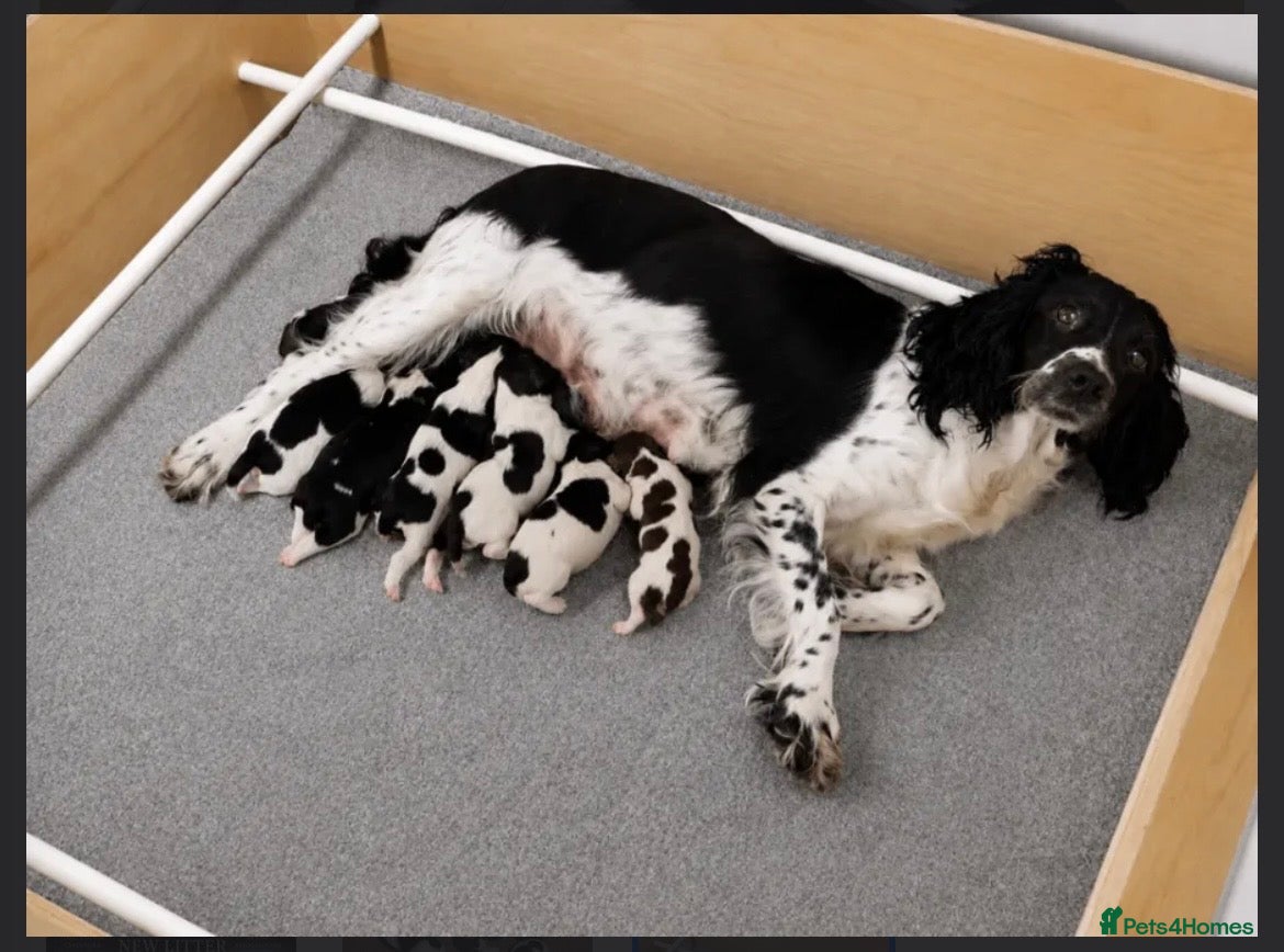 English Springer Spaniel dogs KC reg ESS pups sire OFTAW  - Advert 1
