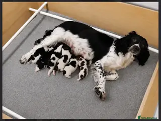 English Springer Spaniel dogs KC reg ESS pups sire OFTAW - Advert 13