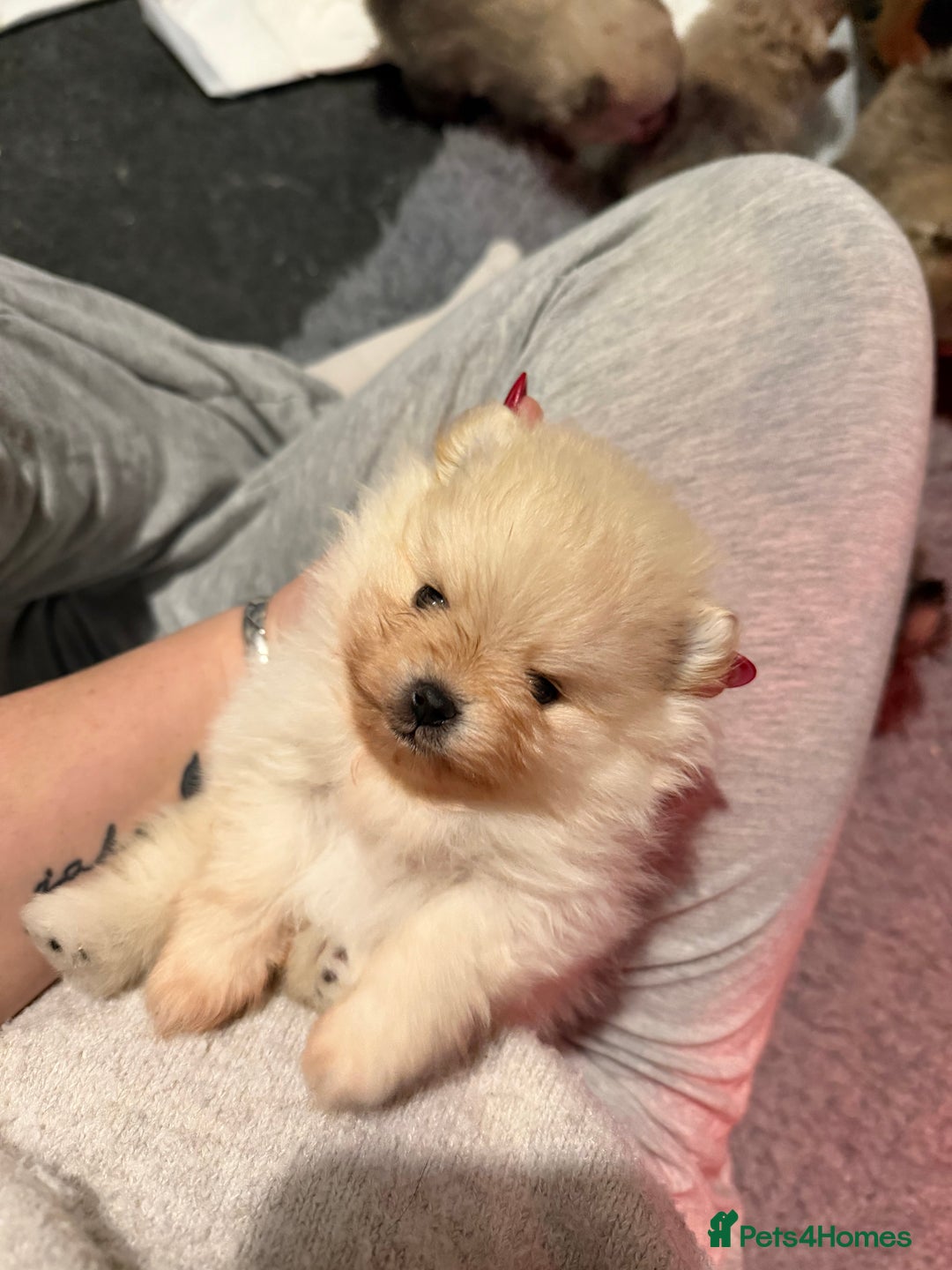 Pomeranian dogs for sale: Kc Pomeranians  - Advert 20