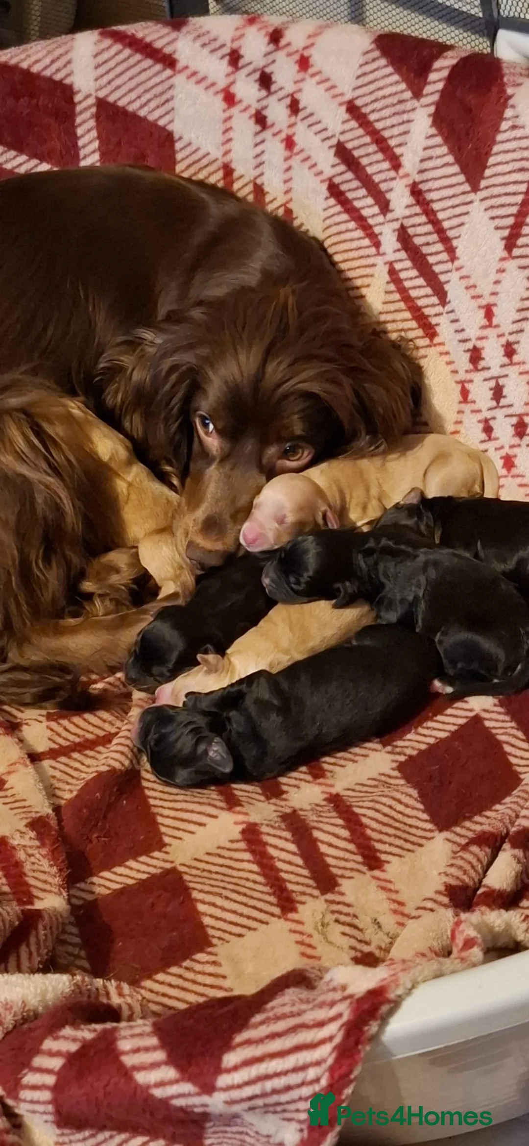 Cockapoo dogs for sale: Cockapoo puppies for sale in Walsall - Advert 1