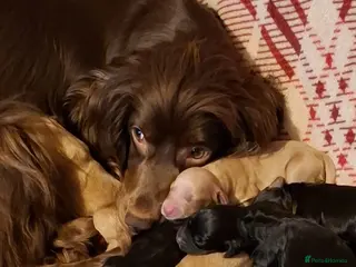 Cockapoo dogs Cockapoo puppies for sale in Walsall - Advert 5