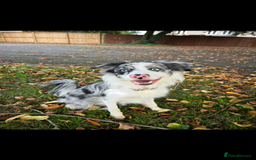 Border Collie dogs for stud: Blue merle border collie for stud - Image 8