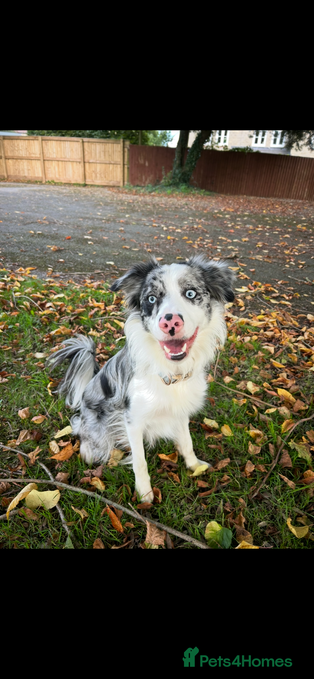 Border Collie dogs for stud: Blue merle border collie for stud - Image 8