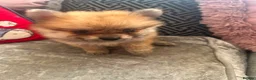 Pomeranian dogs for sale: Baby Poms 1 little girl left  - Advert 3