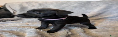 Patterdale Terrier 3