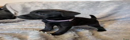 Patterdale Terrier dogs for sale: Patterdale puppies  - Advert 7