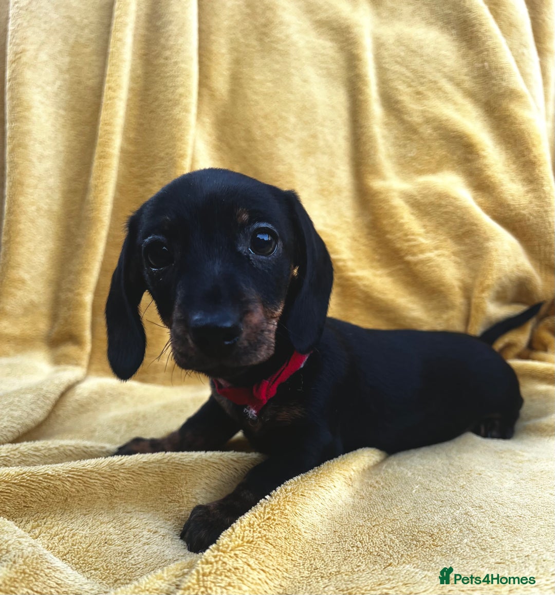 Miniature Dachshund dogs for sale: Smooth haired miniature dachshund - Image 5
