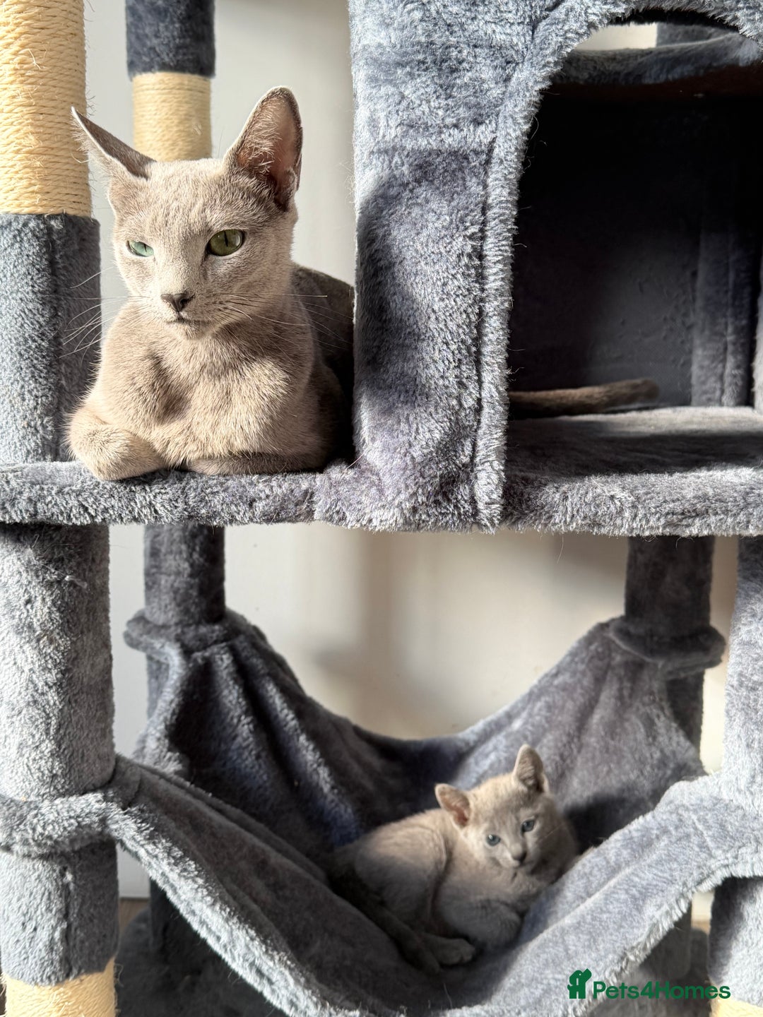 Russian Blue cats for sale: Russian Blue Female ACTIVE, TICA Registered. - Advert 2