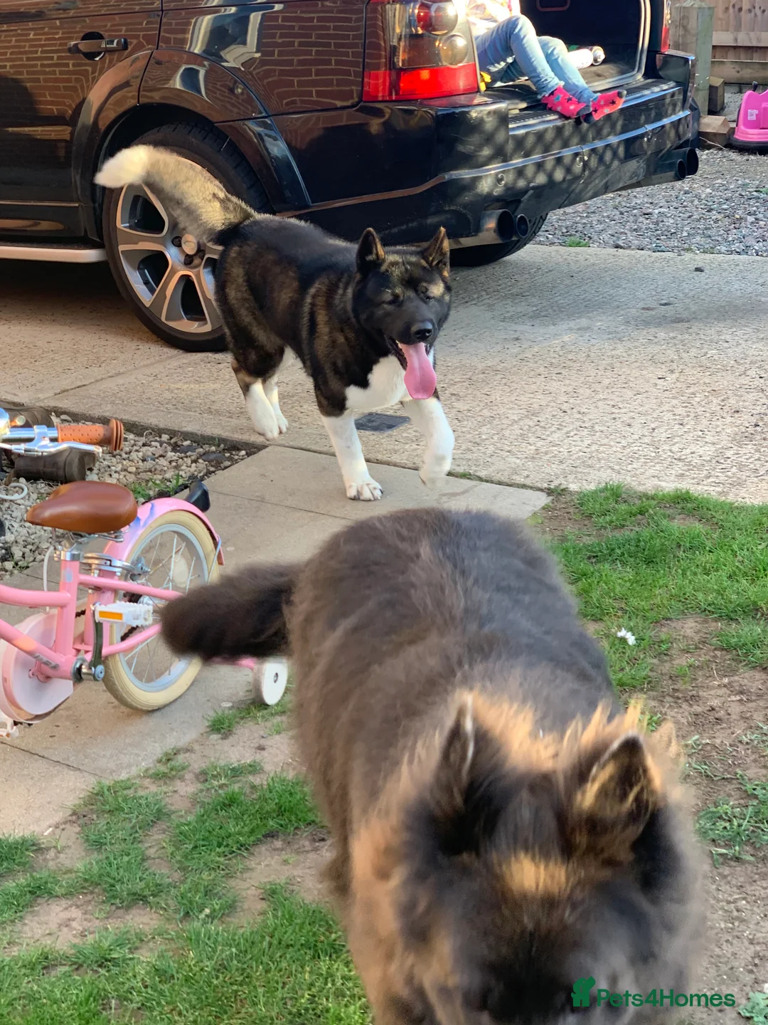 Akita dogs for stud: Akita for STUD only - Advert 7