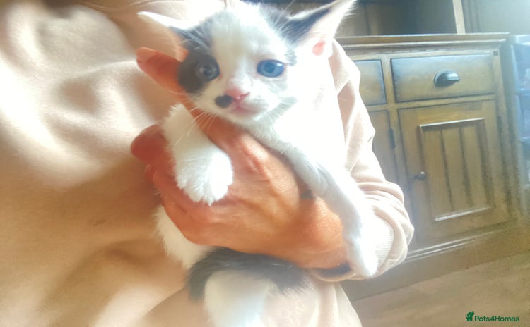 Domestic Shorthair cats for sale - Advert 1